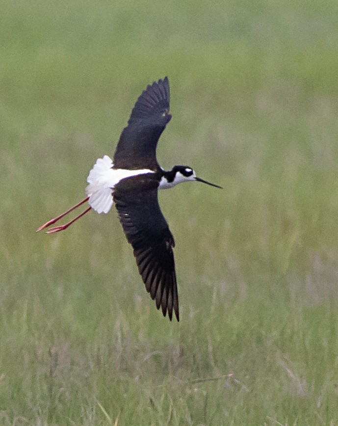 Black-necked Stilt - ML452946841