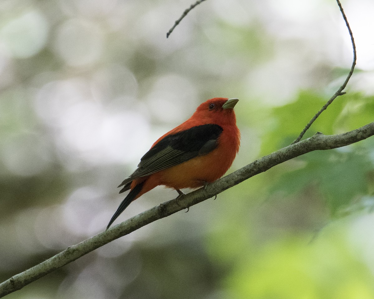 アカフウキンチョウ - ML452947411