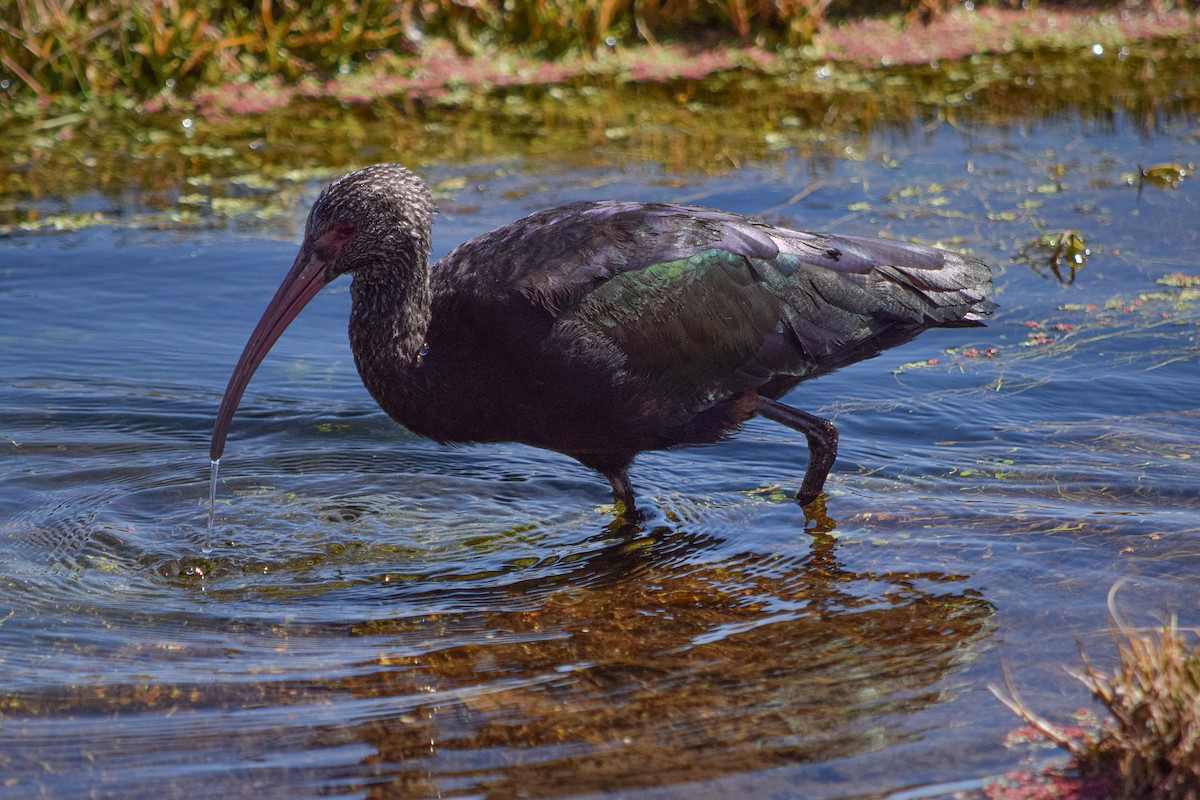 Puna Ibis - Freddy Sepúlveda