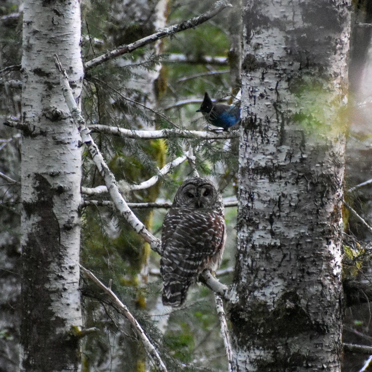 Barred Owl - ML452947571