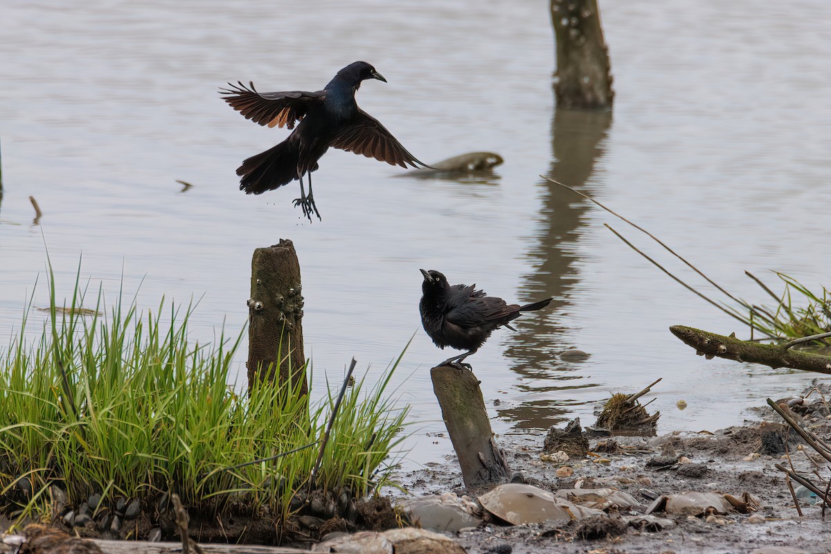 Boat-tailed Grackle - ML452947731