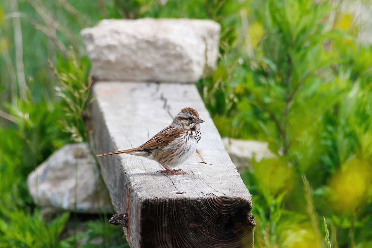 Song Sparrow - ML452947851