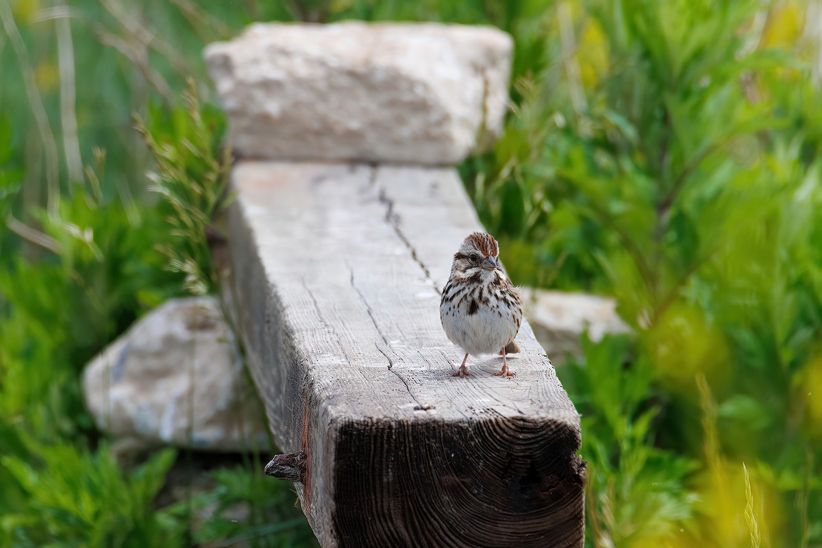 Song Sparrow - ML452947891