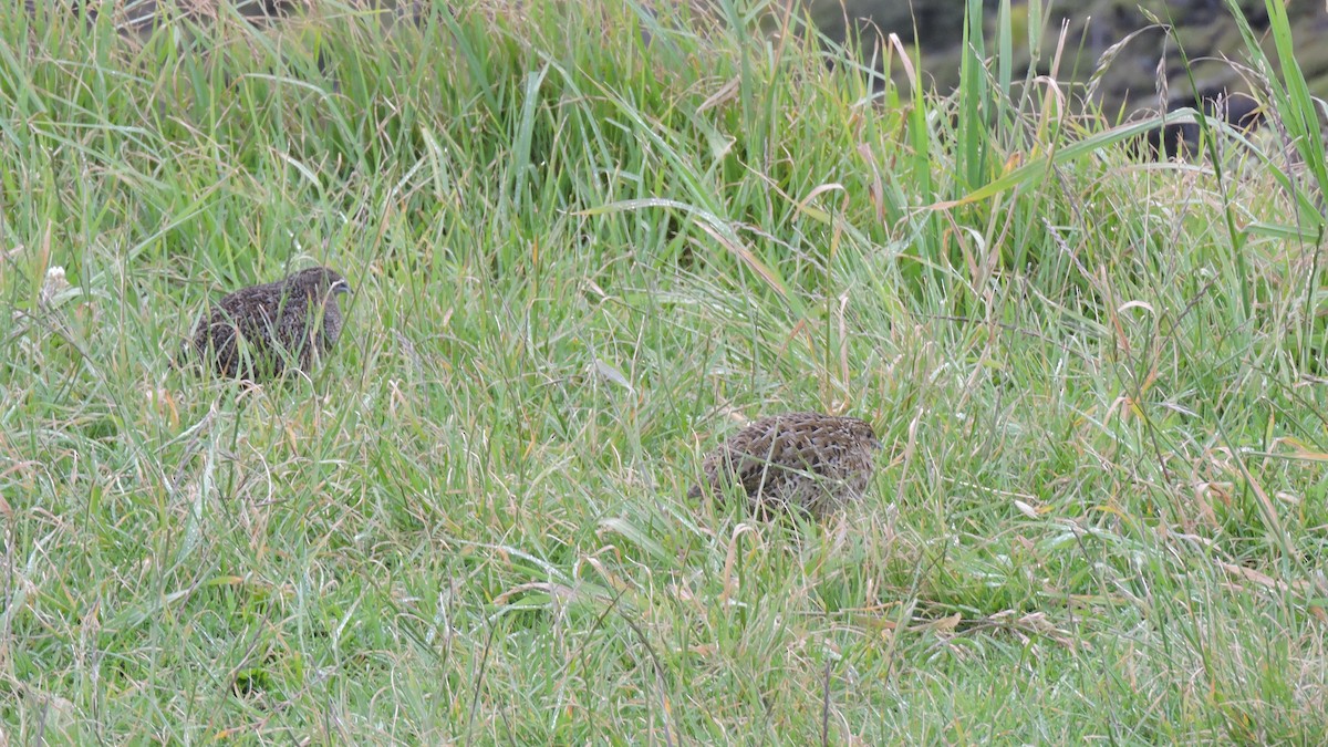 Brown Quail - ML452948051