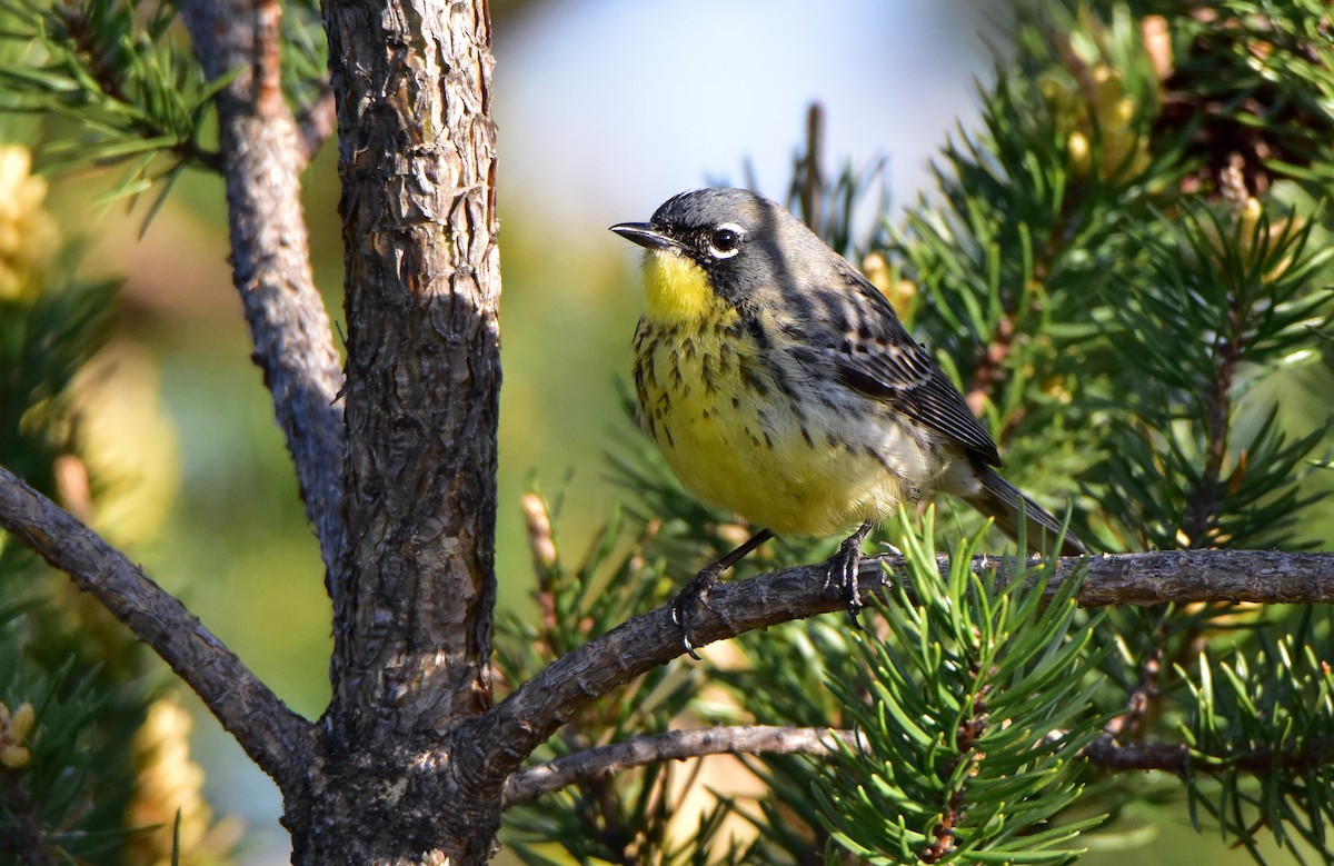 Kirtland's Warbler - Dean Hester