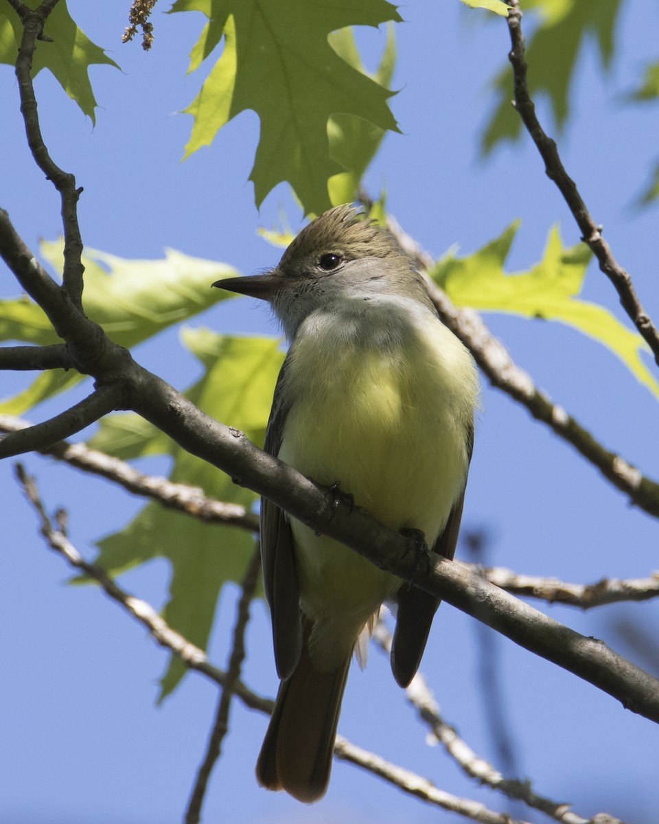Great Crested Flycatcher - ML452948731
