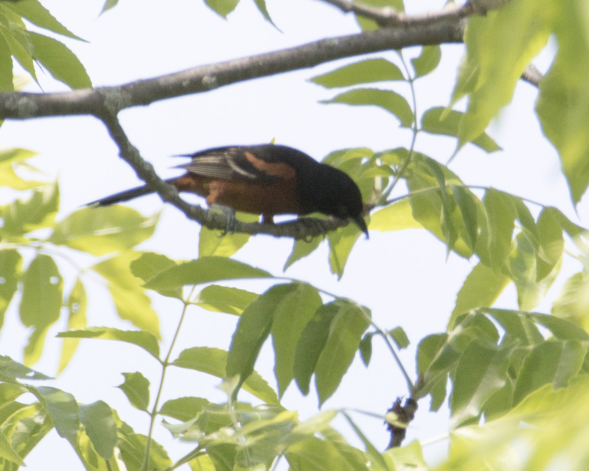 Orchard Oriole - ML452948921