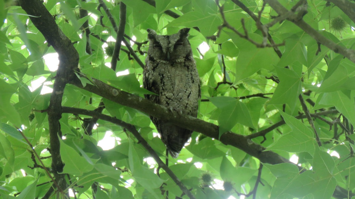 Collared Scops-Owl - ML452949371