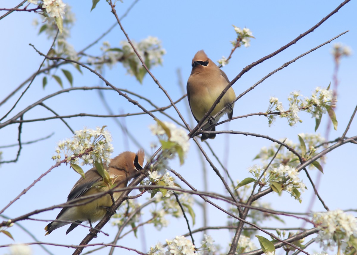 Cedar Waxwing - ML452949541