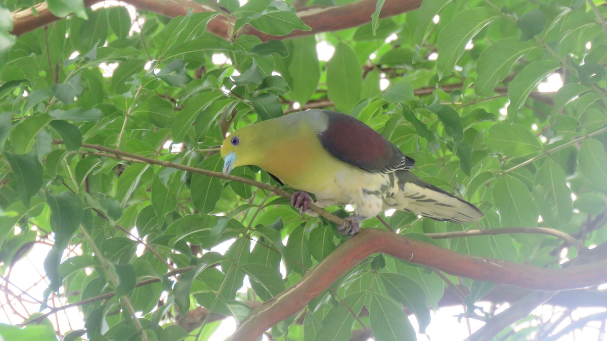 White-bellied Green-Pigeon - Max Lee