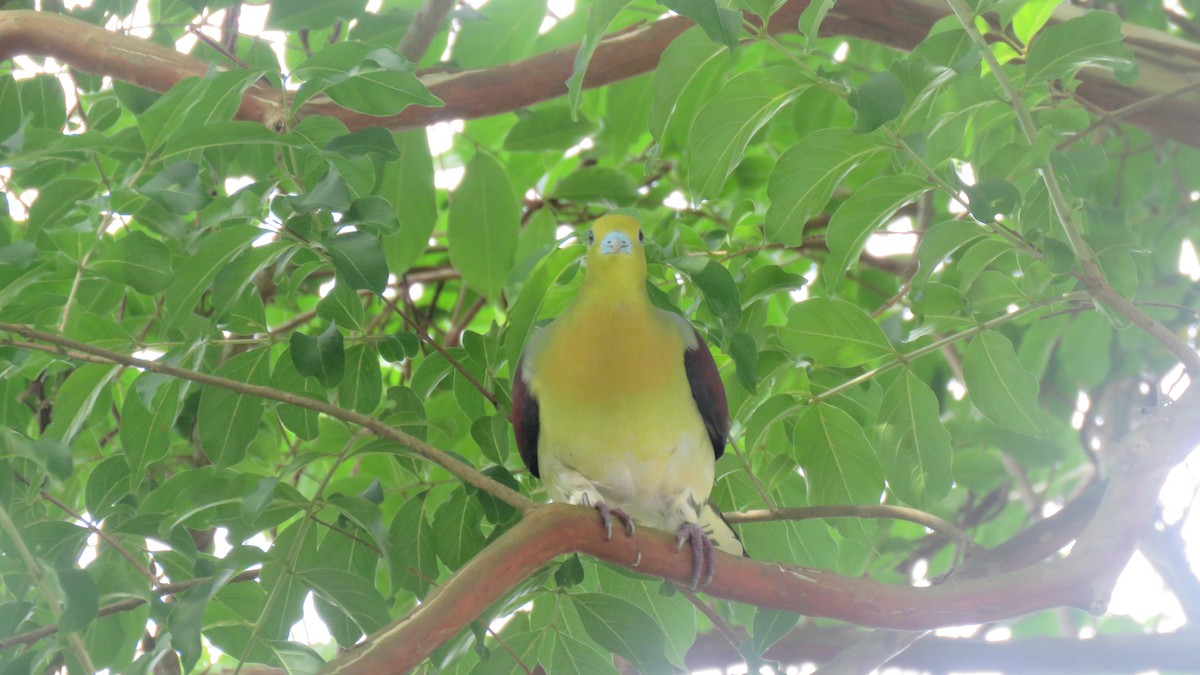 White-bellied Green-Pigeon - ML452949761