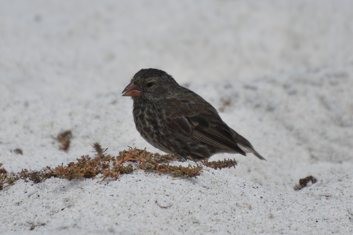 Small Ground-Finch - ML452949941