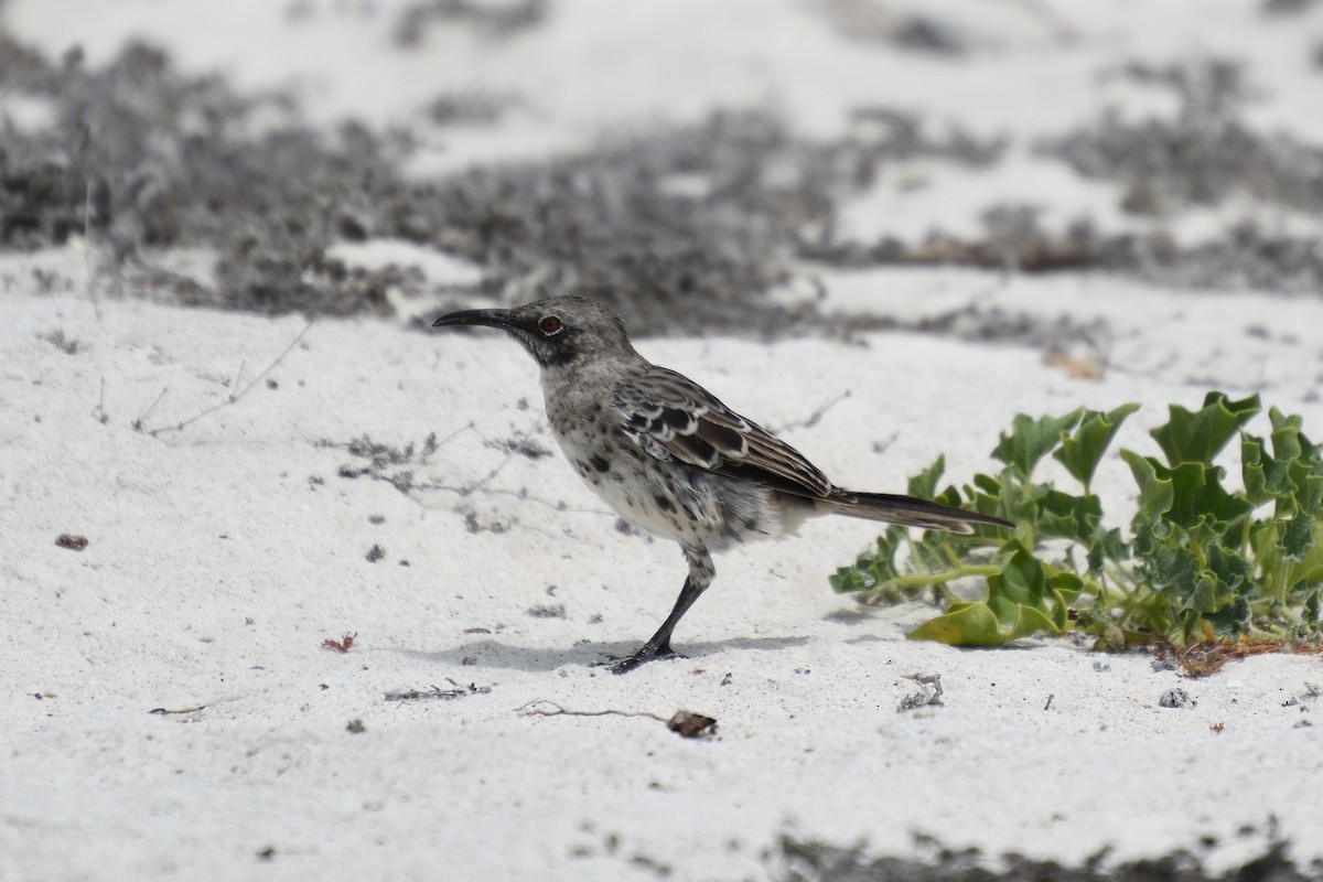 Española Mockingbird - Hugh Whelan