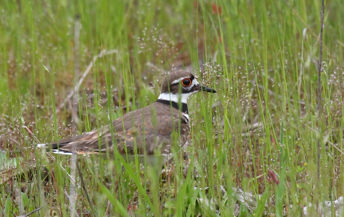 Killdeer - Greg Gillson