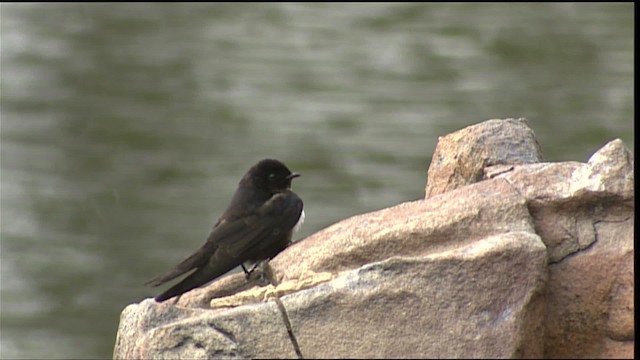 Golondrina Fajiblanca - ML452951