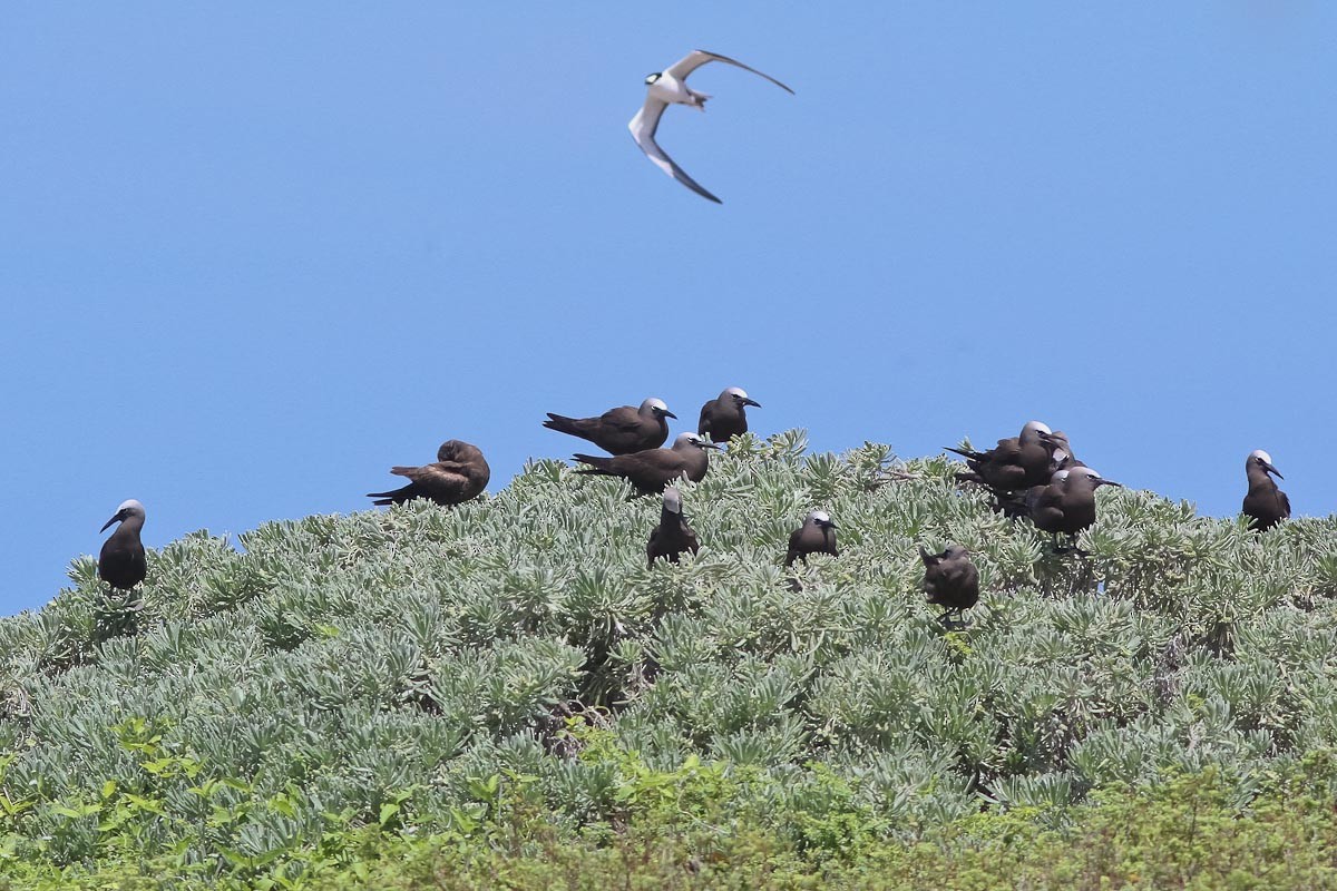 Brown Noddy - ML45295111