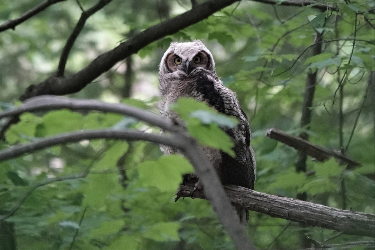 Great Horned Owl - ML452951521