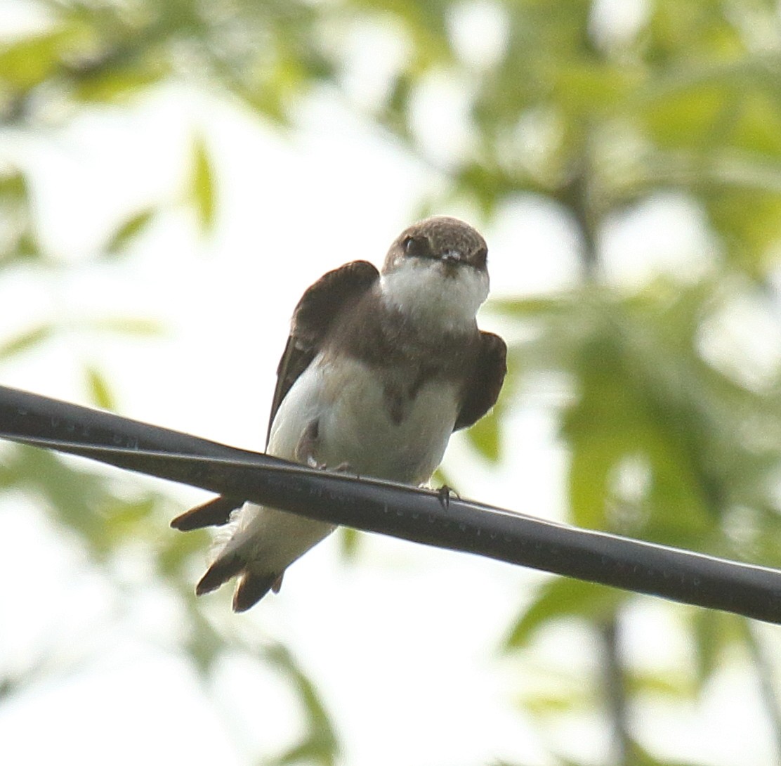 Bank Swallow - ML452951841