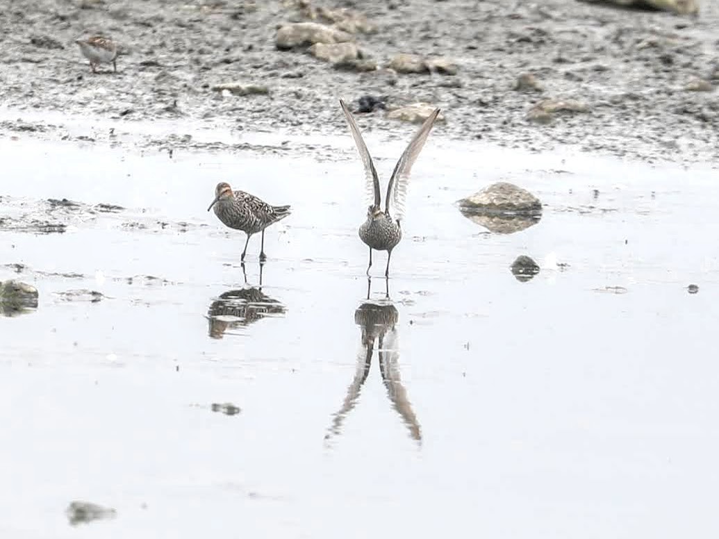 Stilt Sandpiper - ML452951951