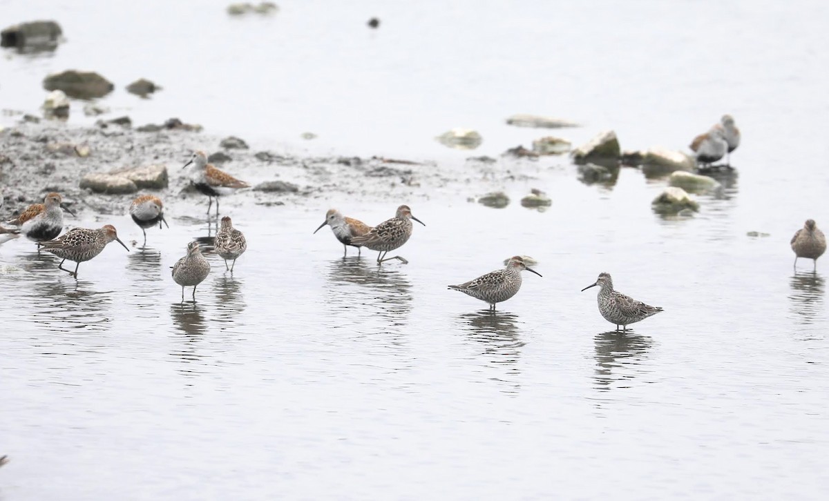 Stilt Sandpiper - ML452951971