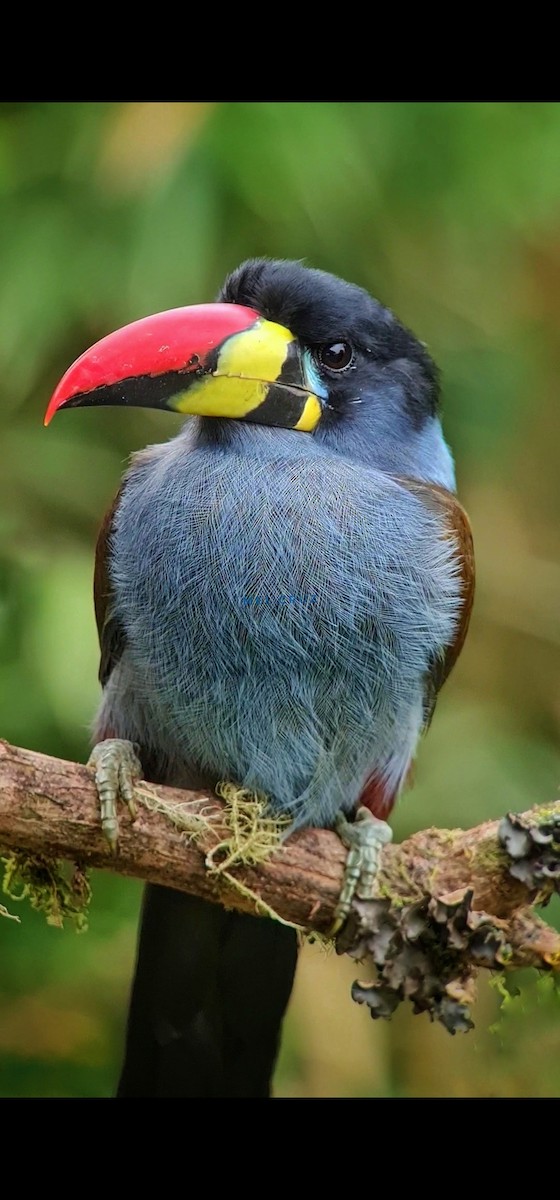 Gray-breasted Mountain-Toucan - ML452952111