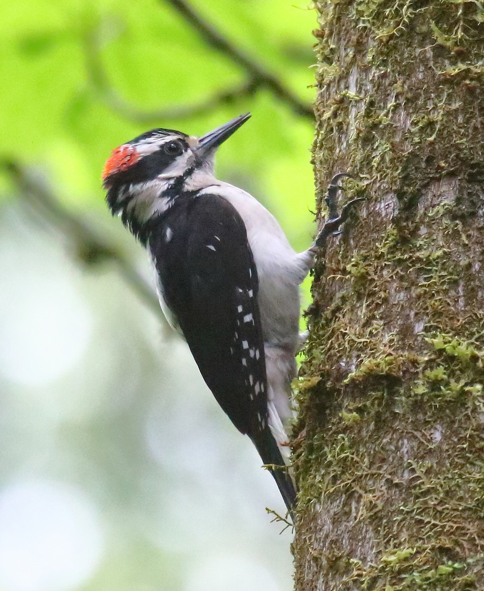 Hairy Woodpecker - ML452952281