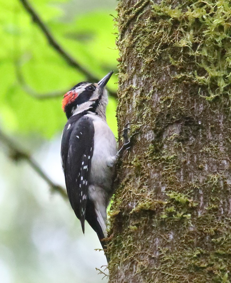 Hairy Woodpecker - Greg Gillson