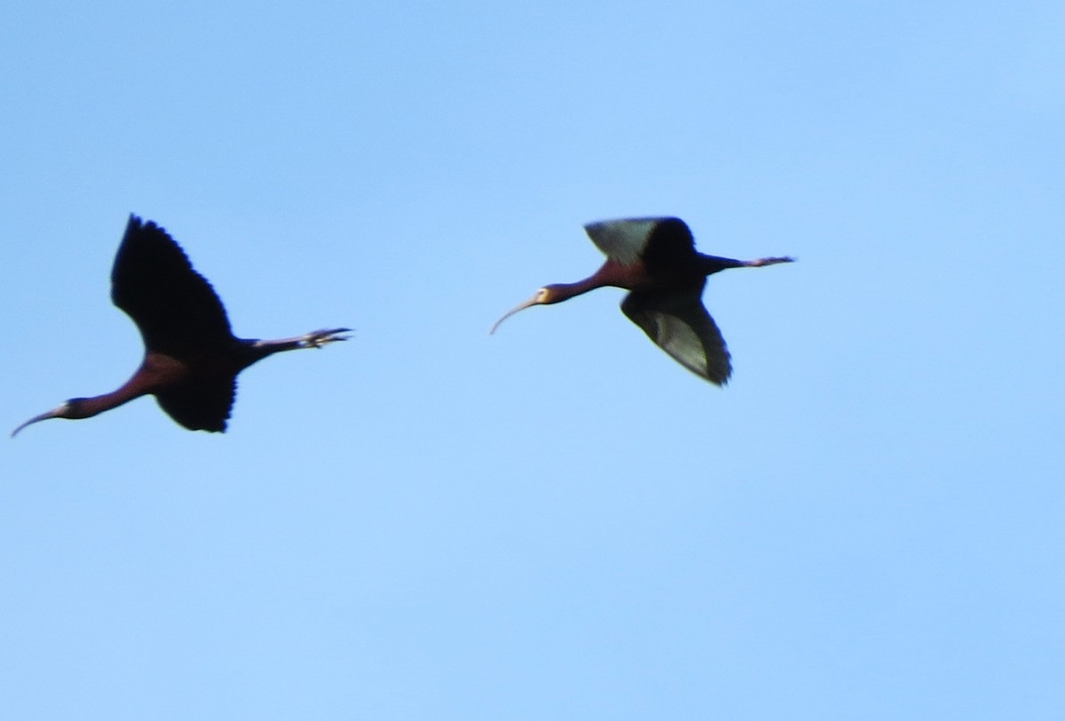 White-faced Ibis - shelley seidman