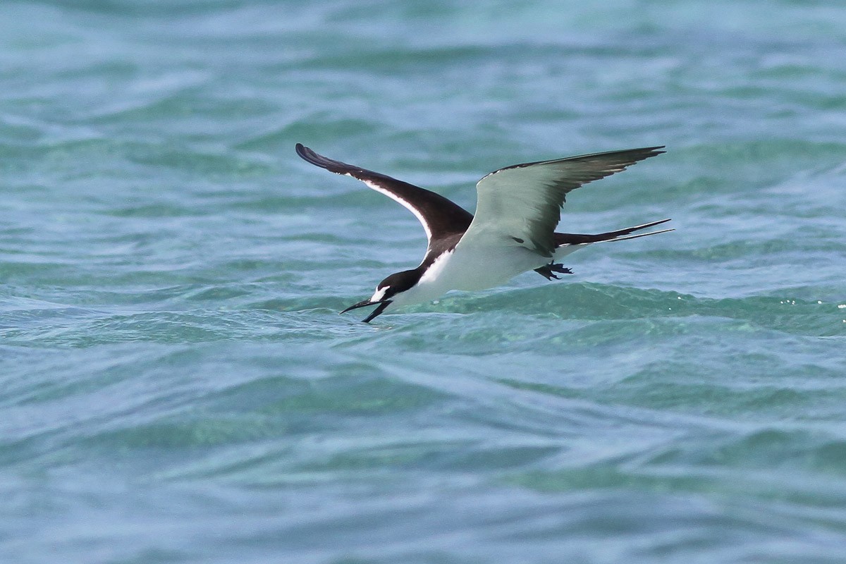 Sooty Tern - ML45295261