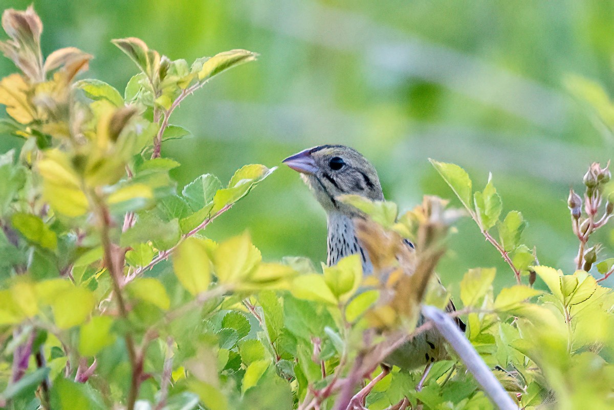 Henslow's Sparrow - ML452954151