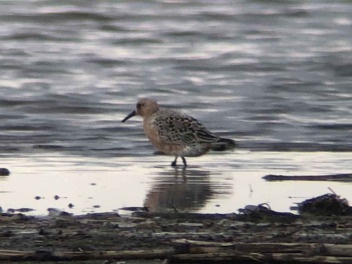 Red Knot - Adrian Azar