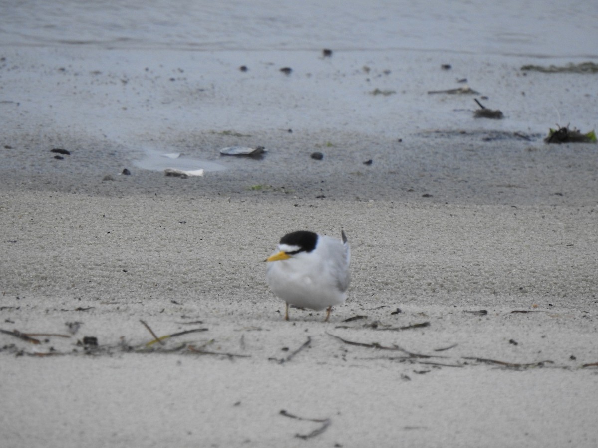 Least Tern - Michaela Plante