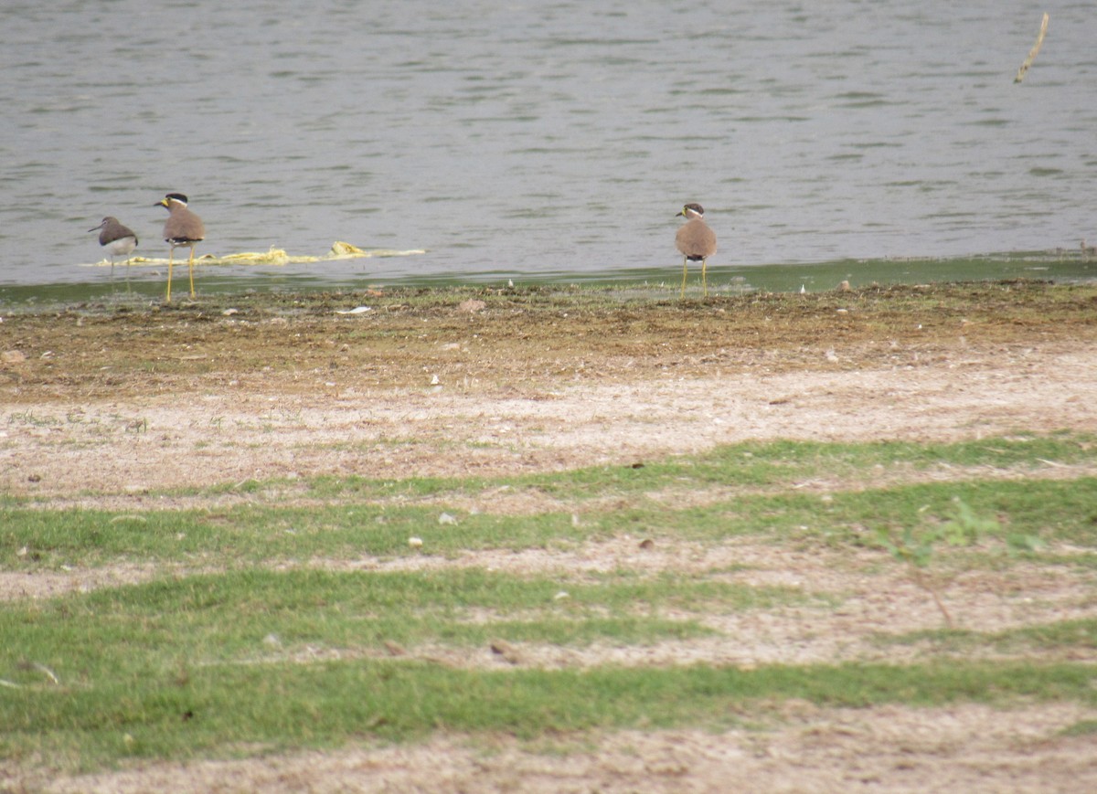 Yellow-wattled Lapwing - ML45295541