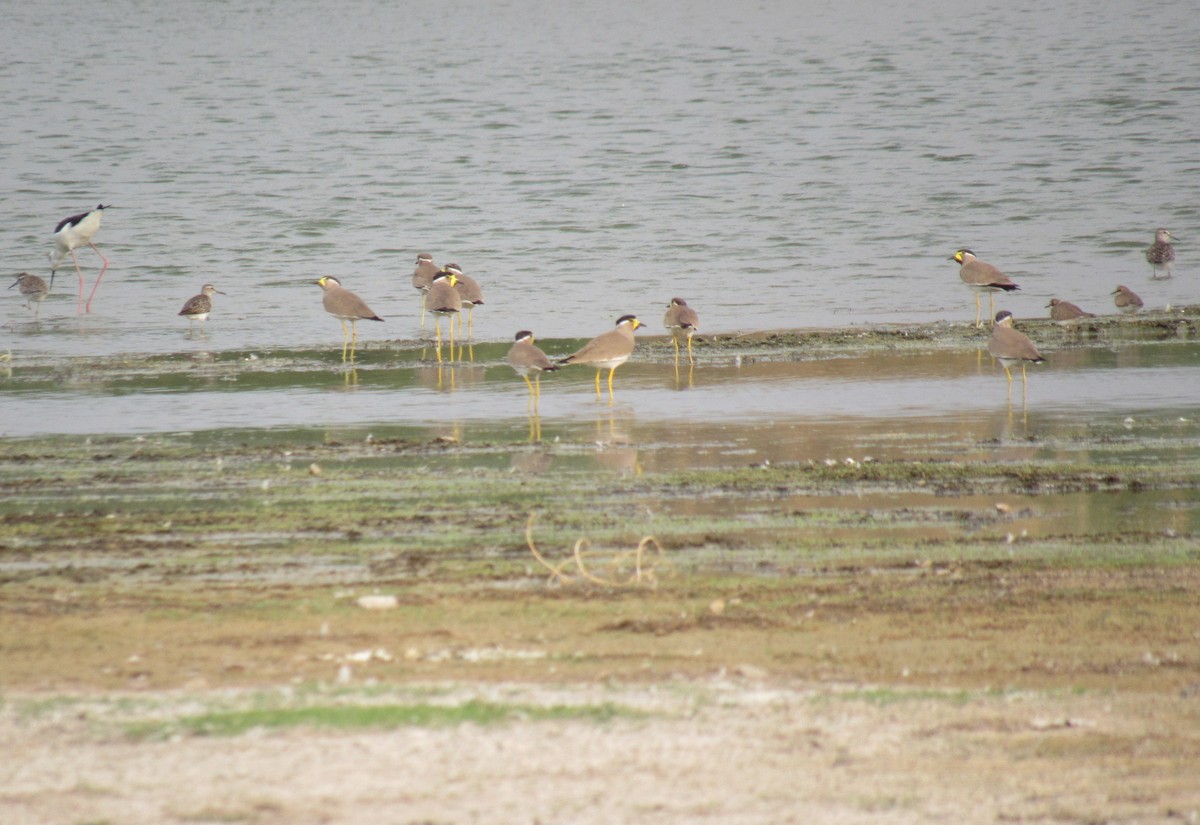 Yellow-wattled Lapwing - ML45295551