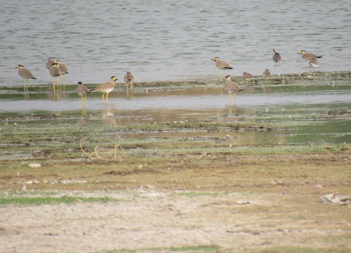 Yellow-wattled Lapwing - ML45295561