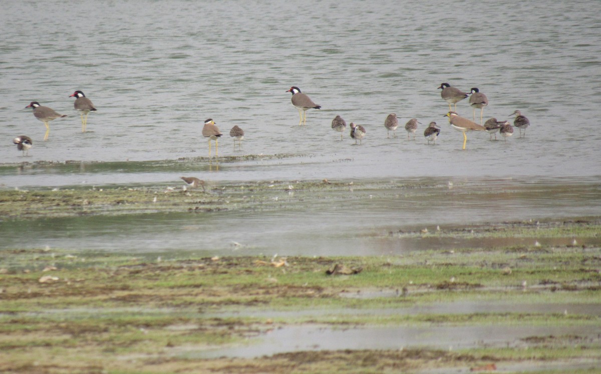 Yellow-wattled Lapwing - ML45295571