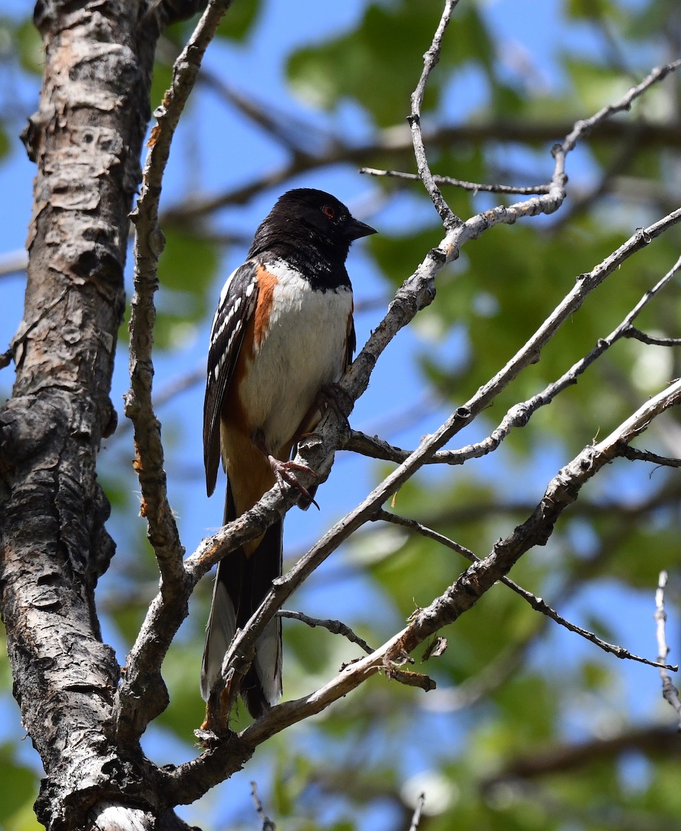 Spotted Towhee - Kristen Cart