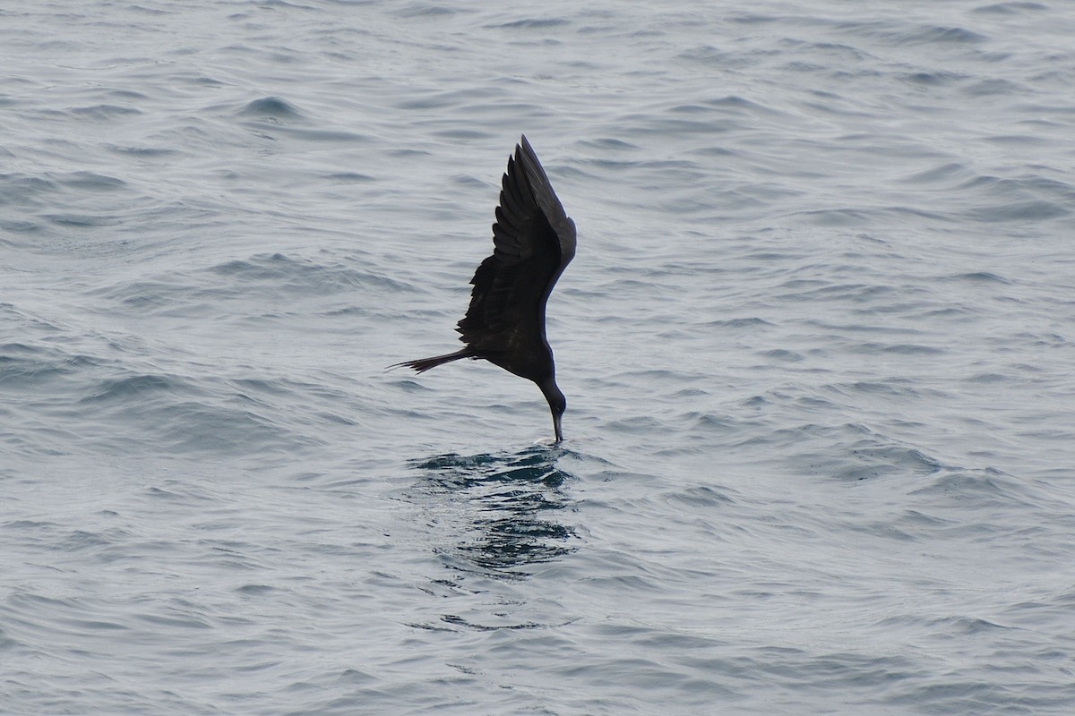 Magnificent Frigatebird - ML452956091