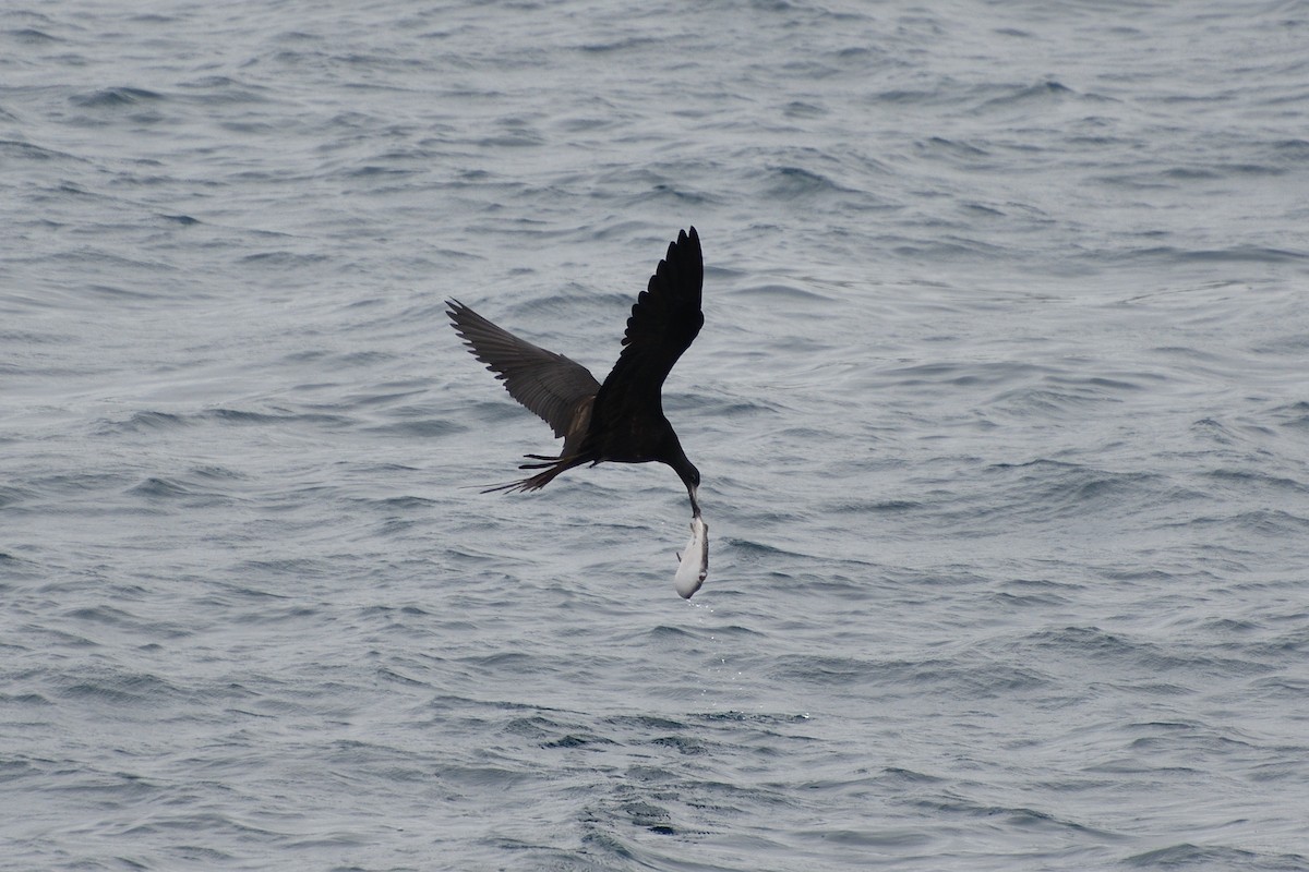 Magnificent Frigatebird - ML452956101