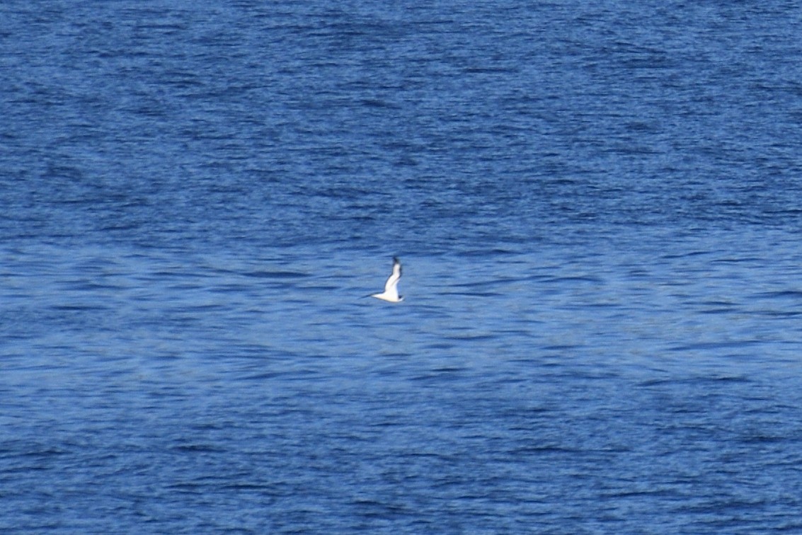 Galapagos Petrel - ML452956111