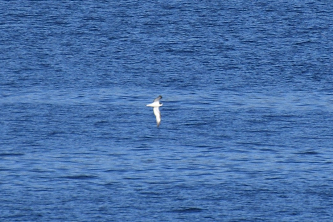 Galapagos Petrel - ML452956121