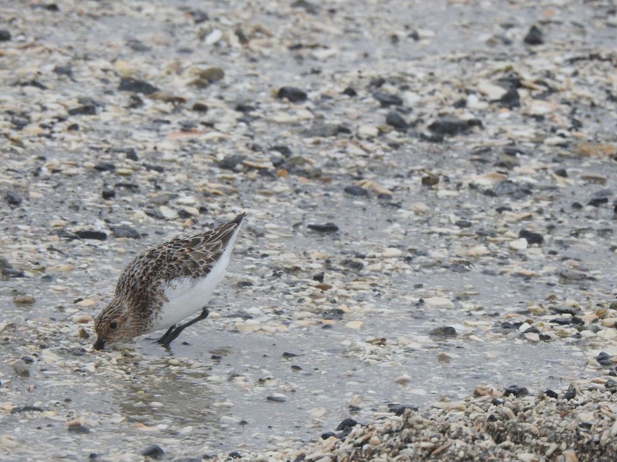 Sanderling - Michaela Plante