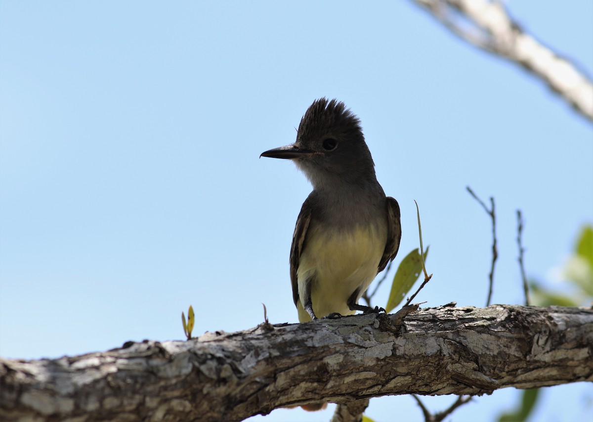 Great Crested Flycatcher - ML452957461