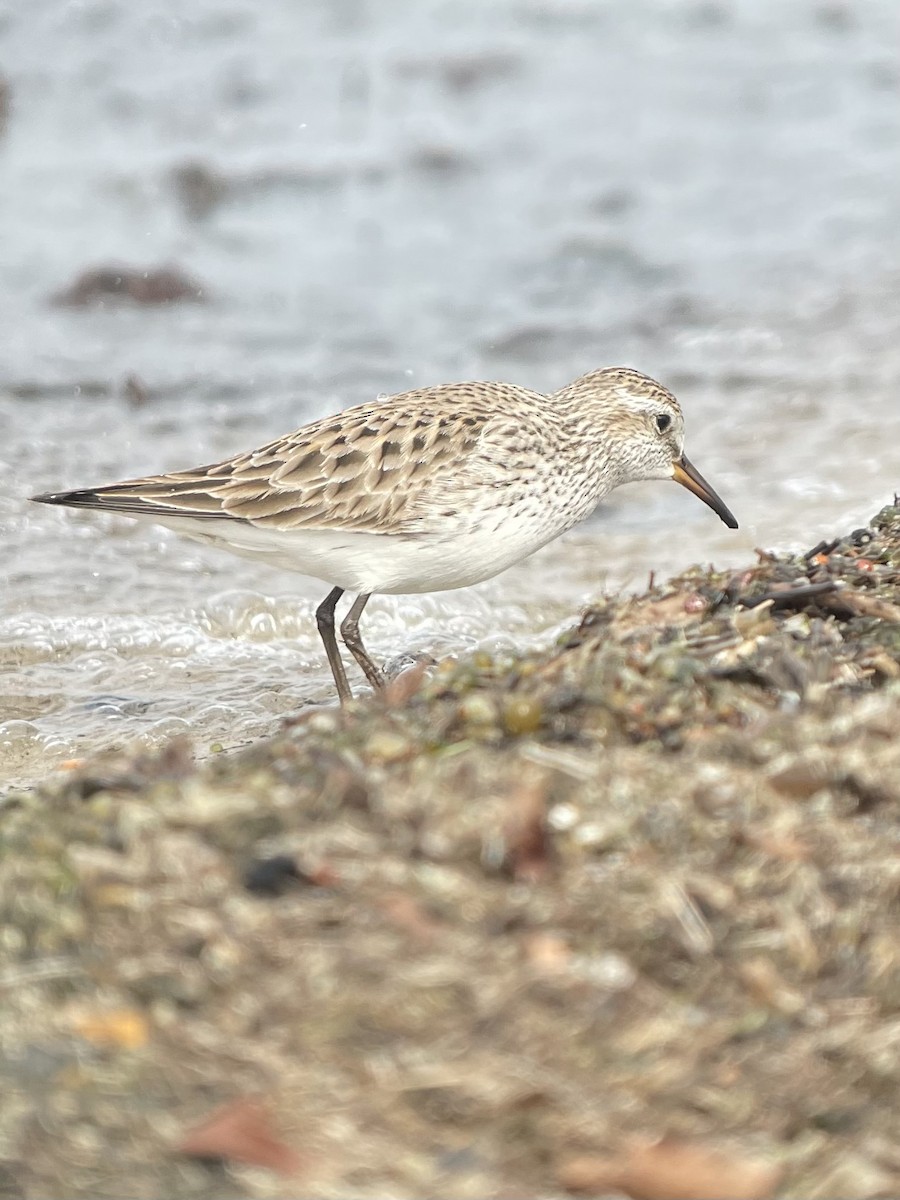 White-rumped Sandpiper - ML452958321