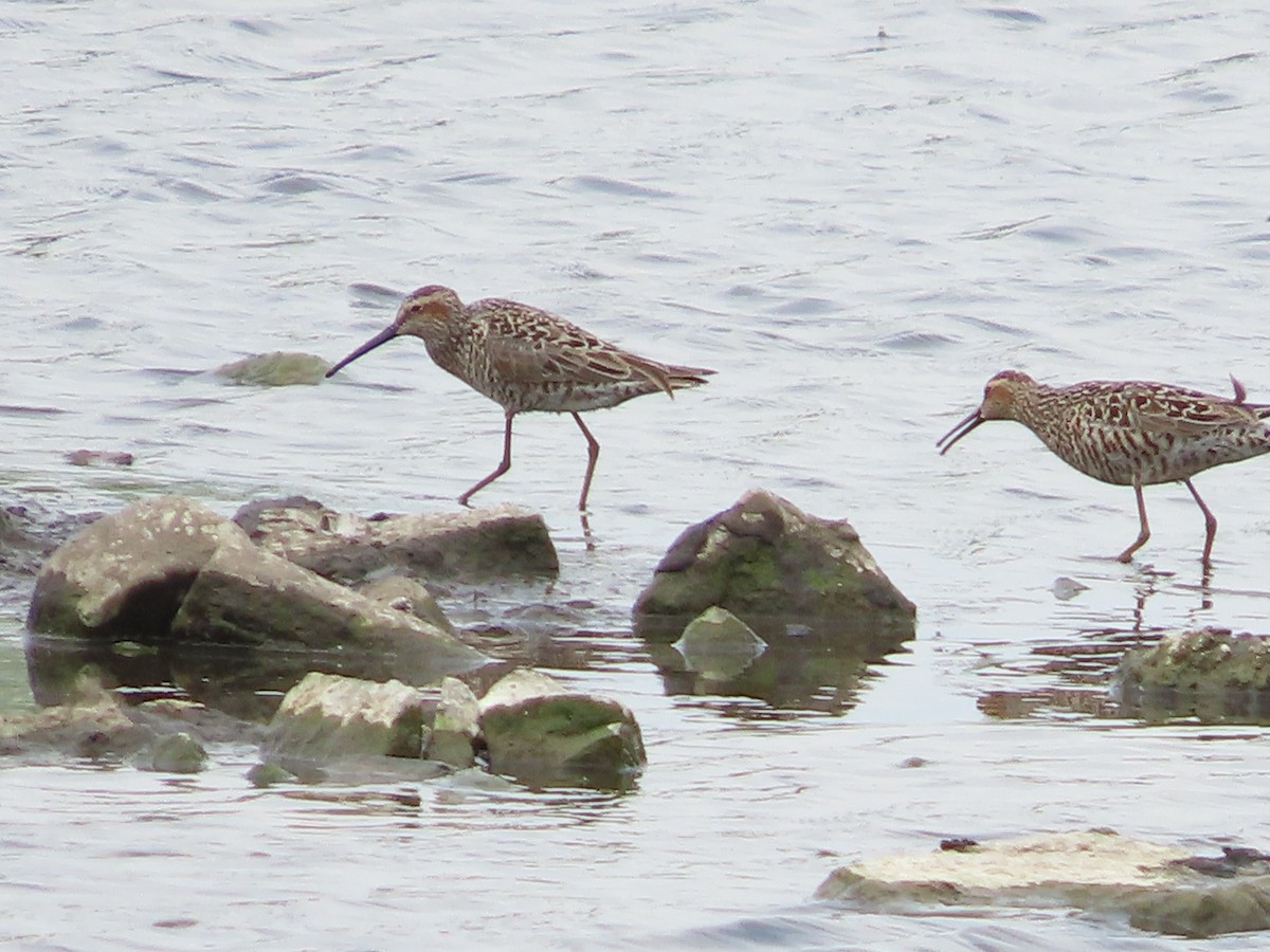 Stilt Sandpiper - ML452959561