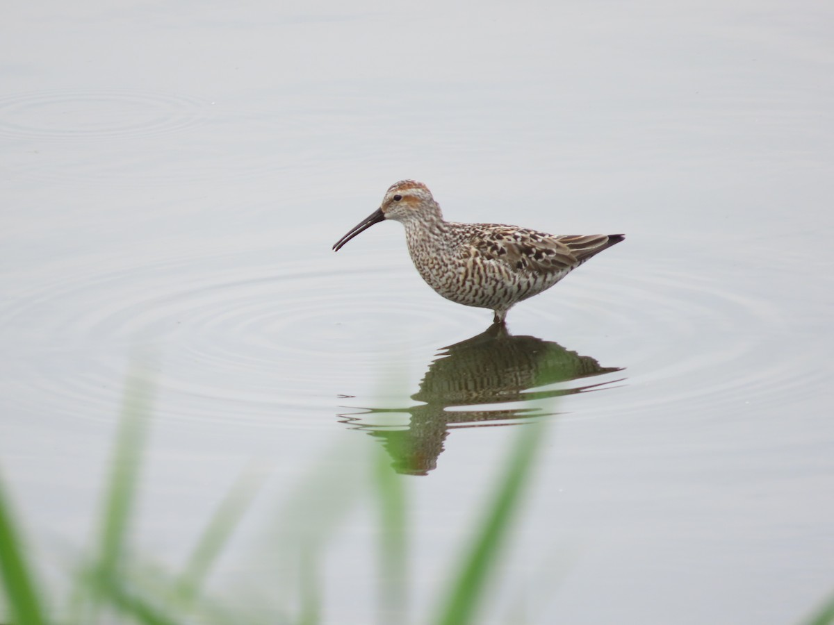 Stilt Sandpiper - ML452959711