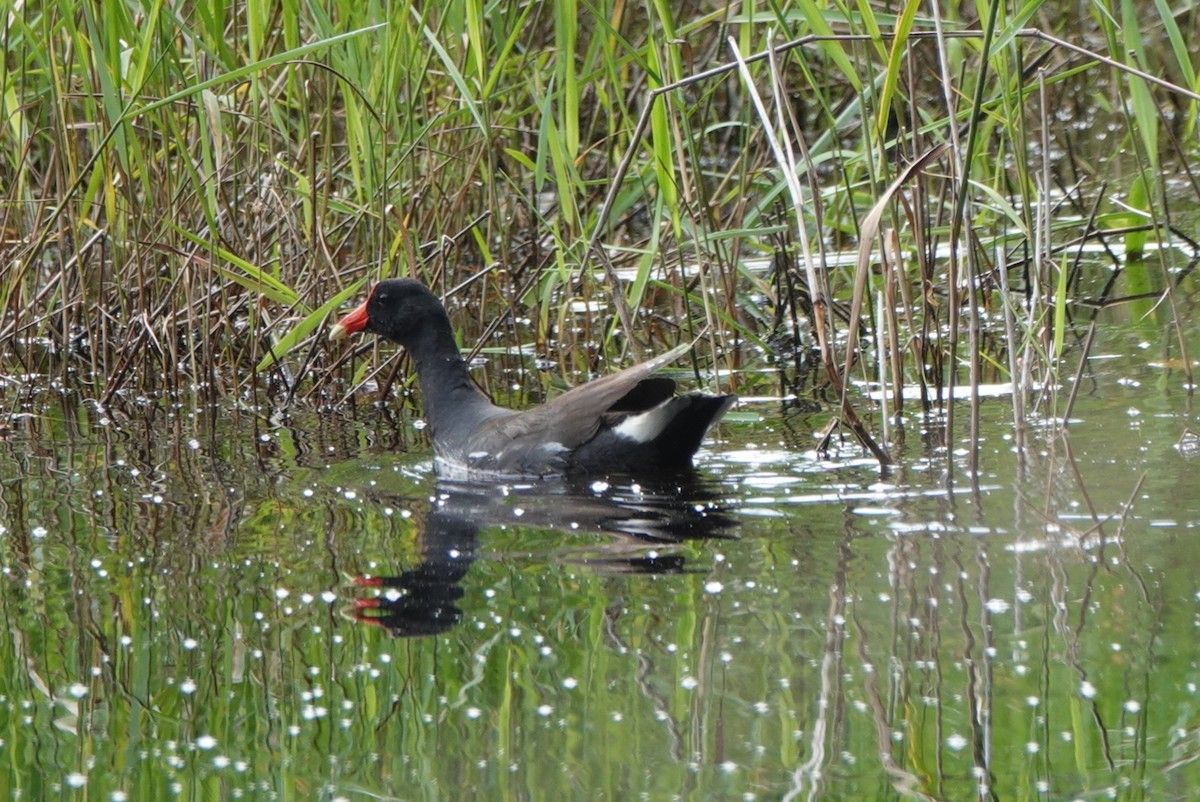 Common Gallinule - ML452960251