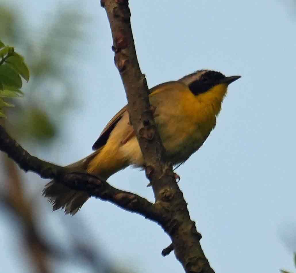 Common Yellowthroat - ML452960571