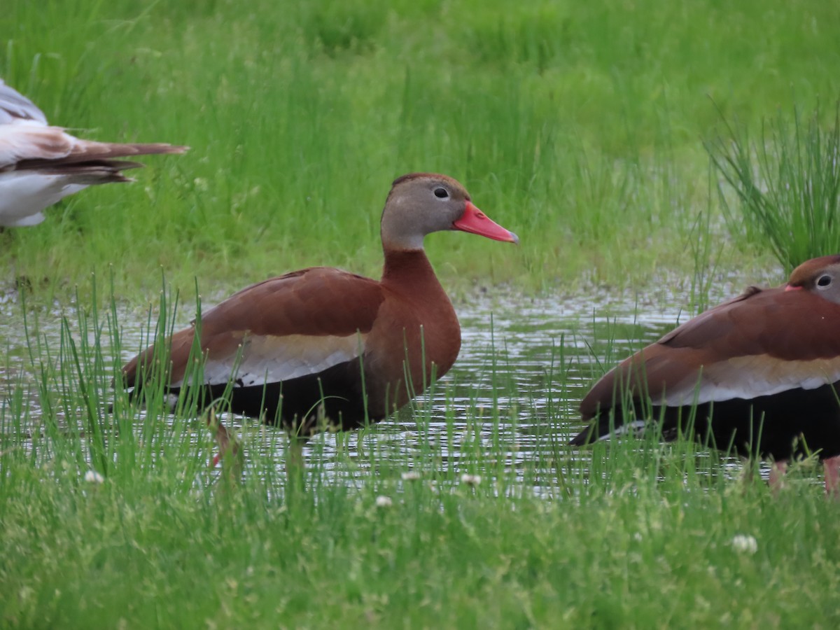 Black-bellied Whistling-Duck - ML452962111