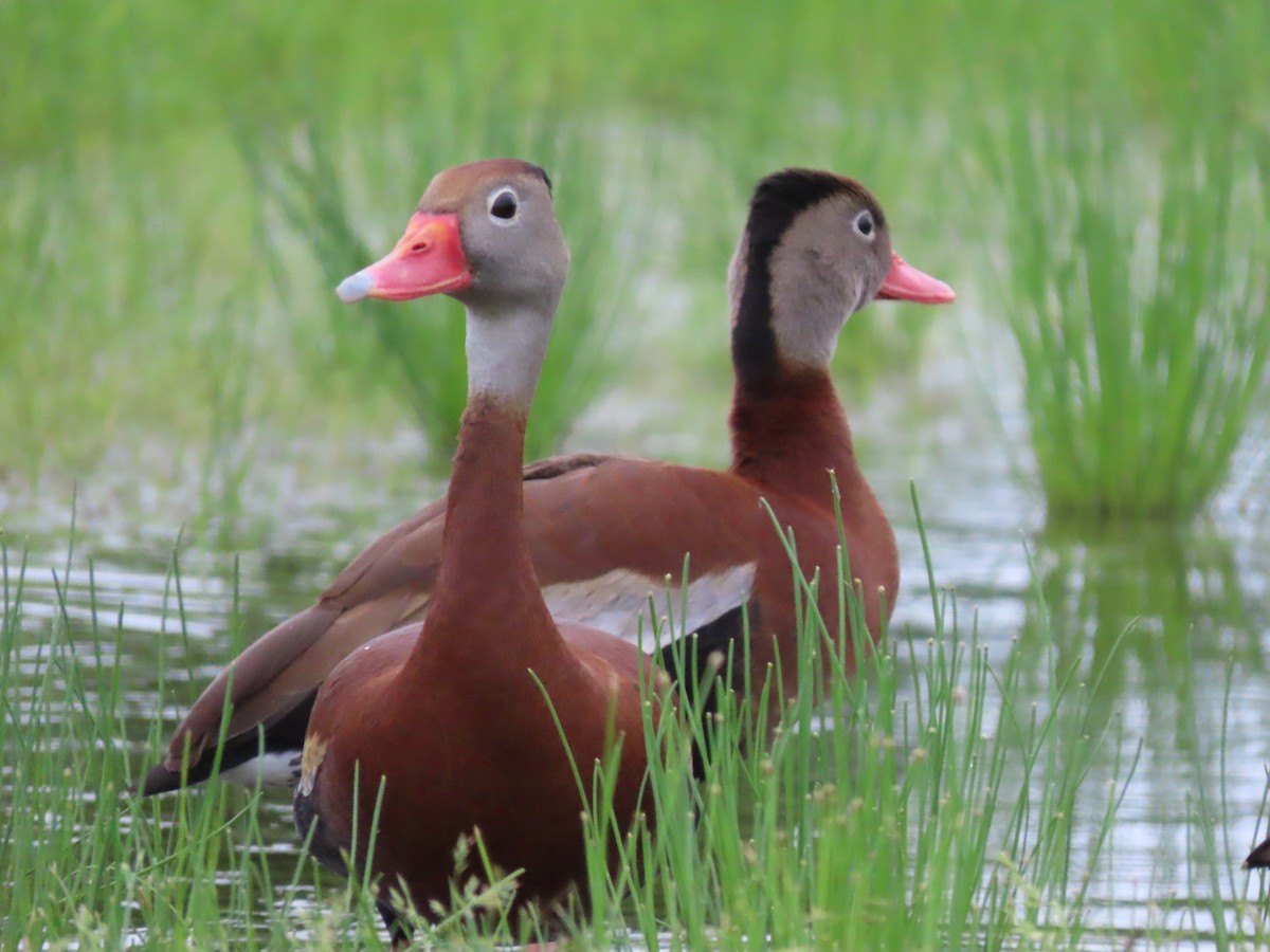 Black-bellied Whistling-Duck - ML452962131